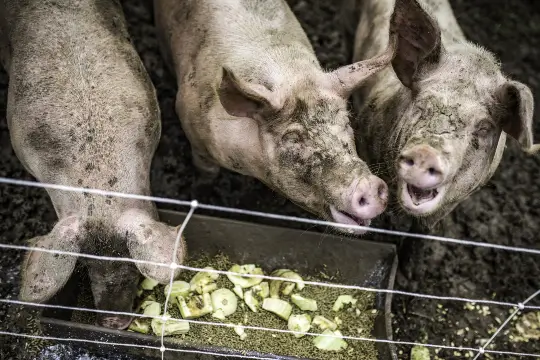 Food and beverage waste turned into animal feed