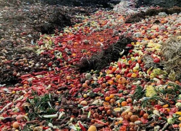 A large pile of discarded fruits & vegetables is piled high in a compost area, ready to be recycled